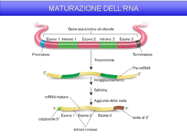 MATURAZIONE DELL’RNA 