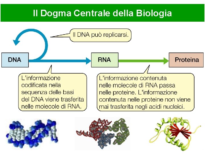Il Dogma Centrale della Biologia 