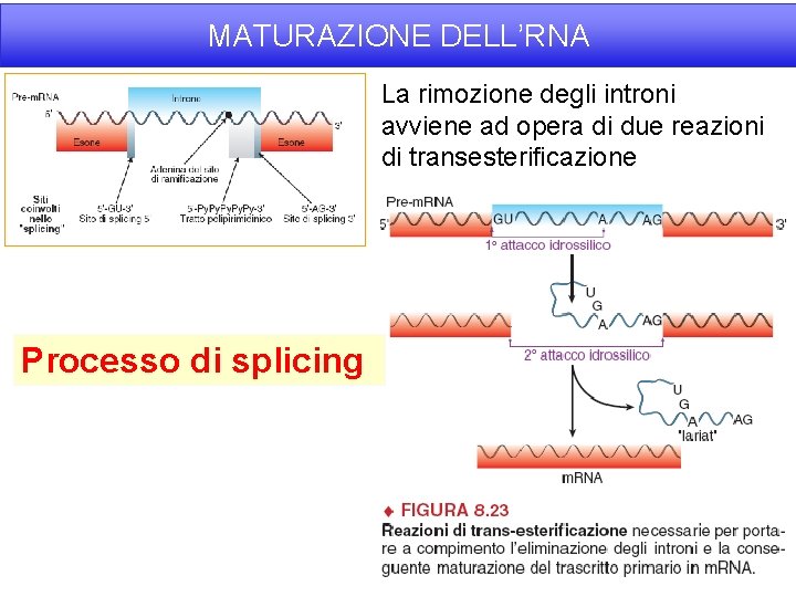 MATURAZIONE DELL’RNA La rimozione degli introni avviene ad opera di due reazioni di transesterificazione