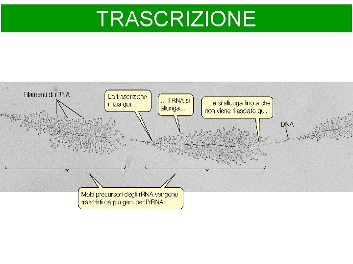 TRASCRIZIONE 