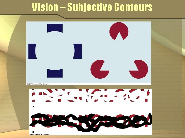 Vision – Subjective Contours 
