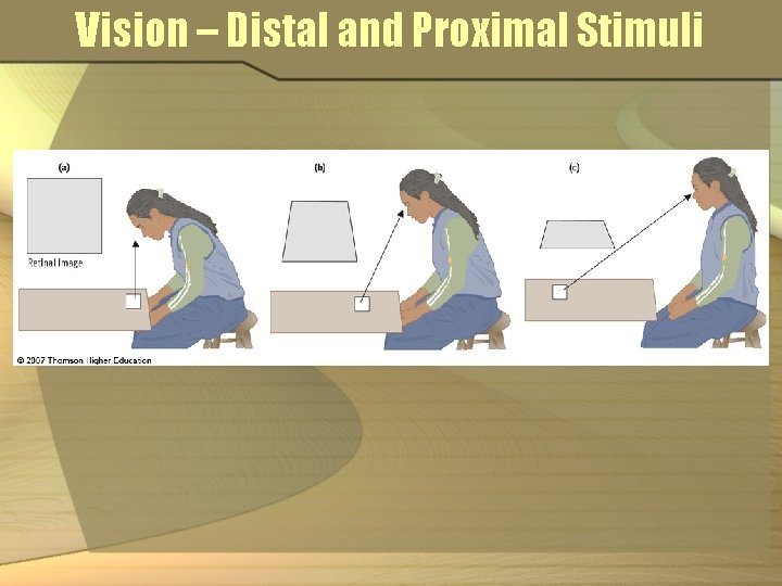 Vision – Distal and Proximal Stimuli 