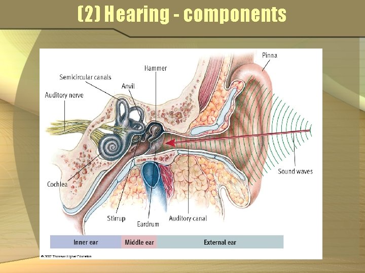 (2) Hearing - components 