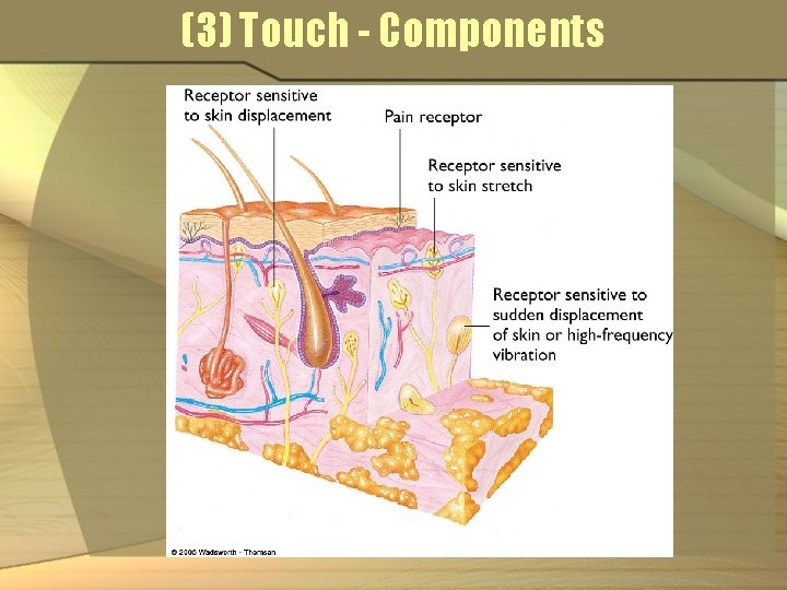 (3) Touch - Components 