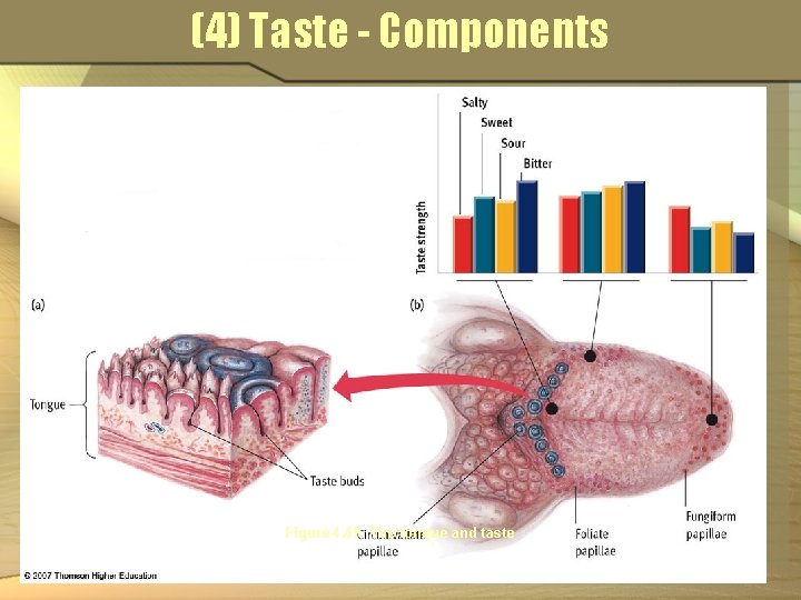 (4) Taste - Components Figure 4. 49 The tongue and taste 