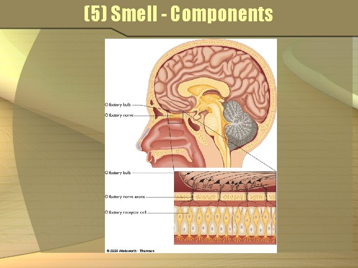 (5) Smell - Components 