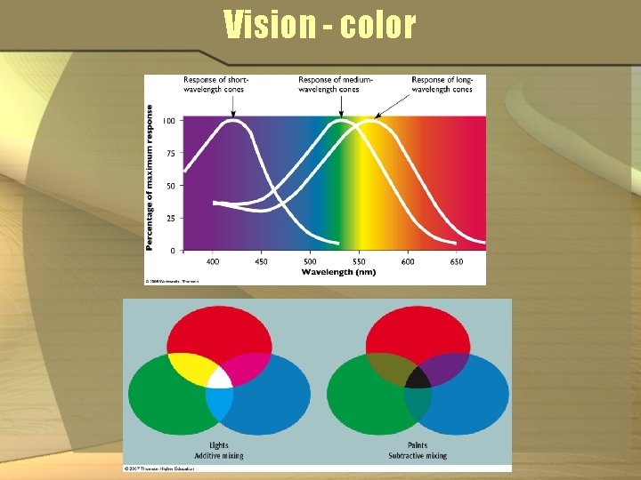 Vision - color 