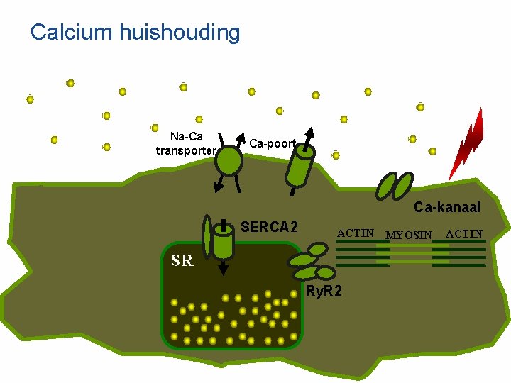 Calcium huishouding Na-Ca transporter Ca-poort Ca-kanaal SERCA 2 ACTIN SR Ry. R 2 MYOSIN