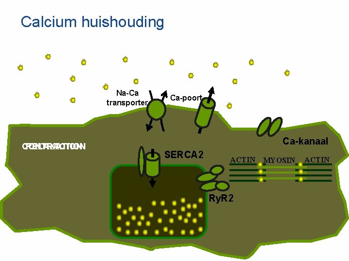 Calcium huishouding Na-Ca transporter CONTRACTION RELAXATION Ca-poort Ca-kanaal SERCA 2 ACTIN Ry. R 2