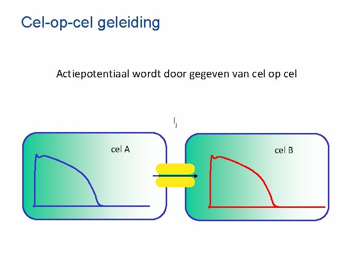 Cel-op-cel geleiding Actiepotentiaal wordt door gegeven van cel op cel Ij cel A cel