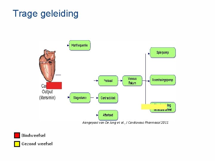 Trage geleiding Aangepast van De Jong et al. , J Cardiovasc Pharmacol 2011 Bindweefsel