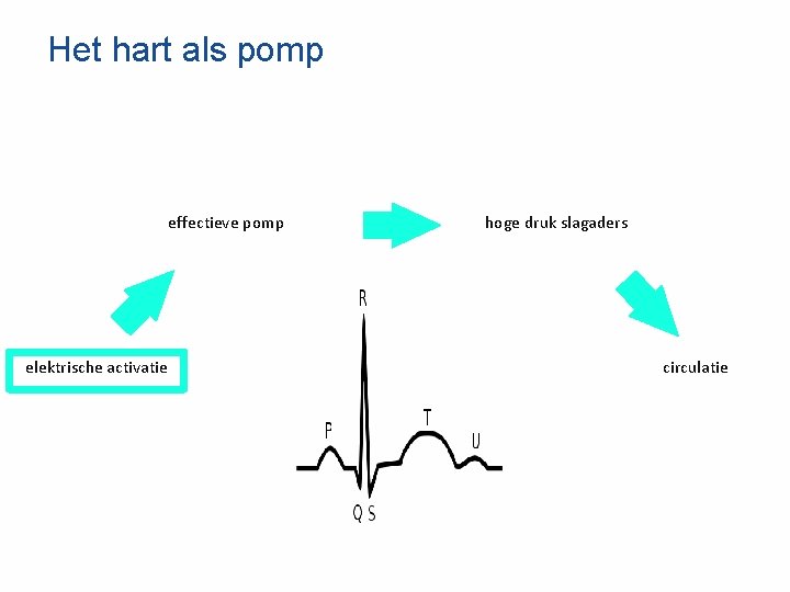 Het hart als pomp effectieve pomp elektrische activatie hoge druk slagaders circulatie 