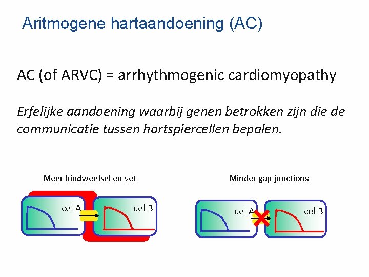 Aritmogene hartaandoening (AC) AC (of ARVC) = arrhythmogenic cardiomyopathy Erfelijke aandoening waarbij genen betrokken