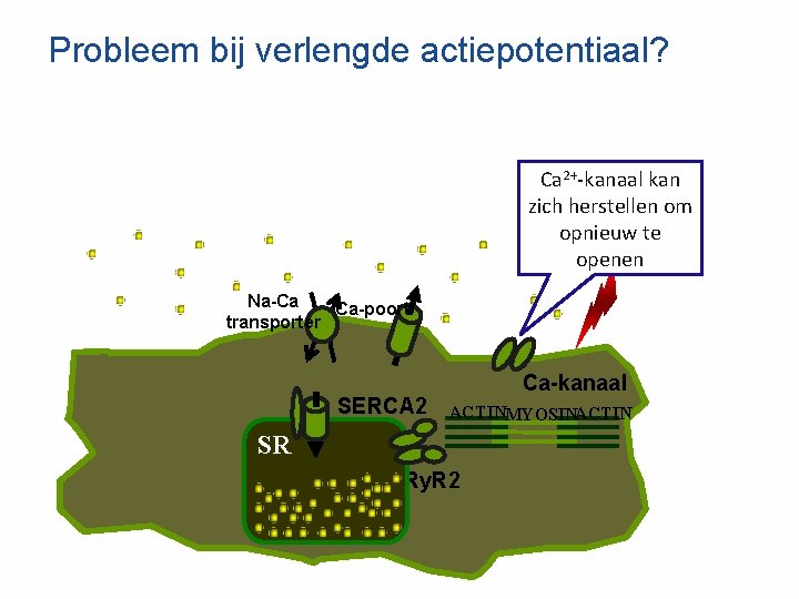 Probleem bij verlengde actiepotentiaal? Ca 2+-kanaal kan zich herstellen om opnieuw te openen Na-Ca