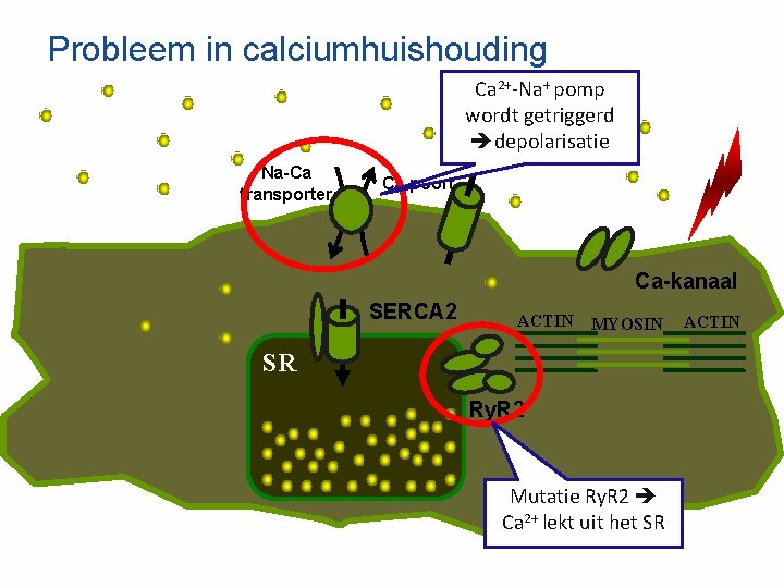 Probleem in calciumhuishouding Ca 2+-Na+ pomp wordt getriggerd depolarisatie Na-Ca transporter Ca-poort Ca-kanaal SERCA