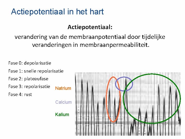 Actiepotentiaal in het hart Actiepotentiaal: verandering van de membraanpotentiaal door tijdelijke veranderingen in membraanpermeabiliteit.