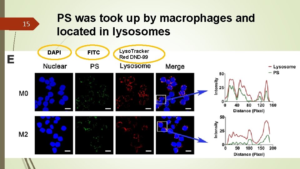 15 PS was took up by macrophages and located in lysosomes DAPI FITC DAPI