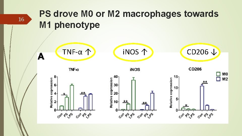 16 PS drove M 0 or M 2 macrophages towards M 1 phenotype TNF-α