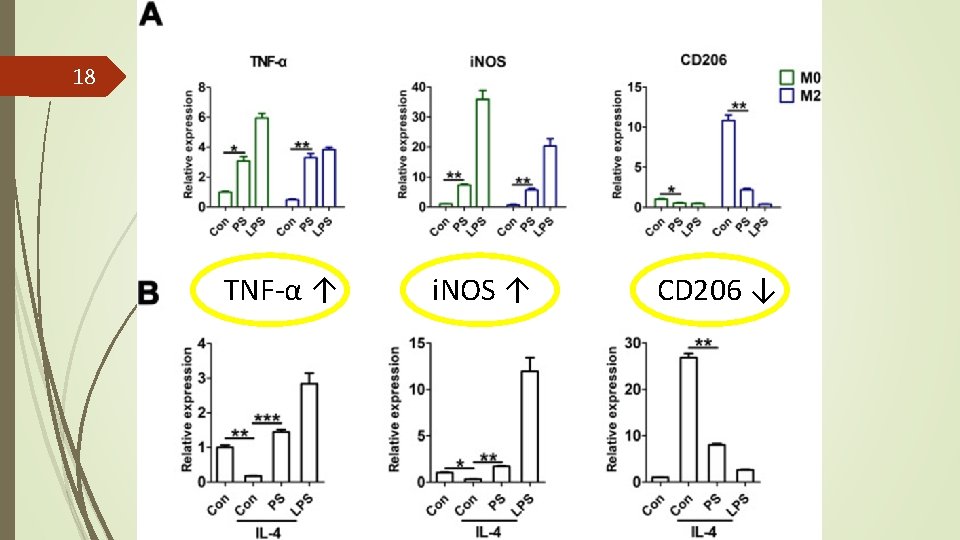 18 TNF-α ↑ i. NOS ↑ CD 206 ↓ 