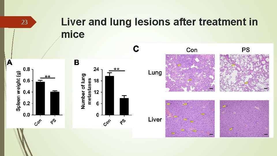 23 Liver and lung lesions after treatment in mice 