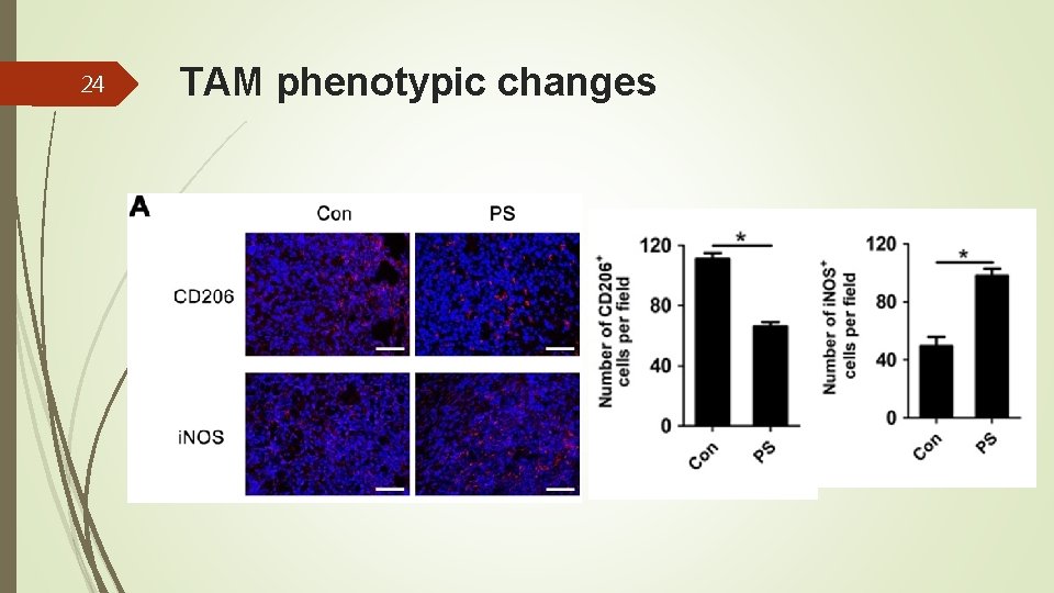 24 TAM phenotypic changes 