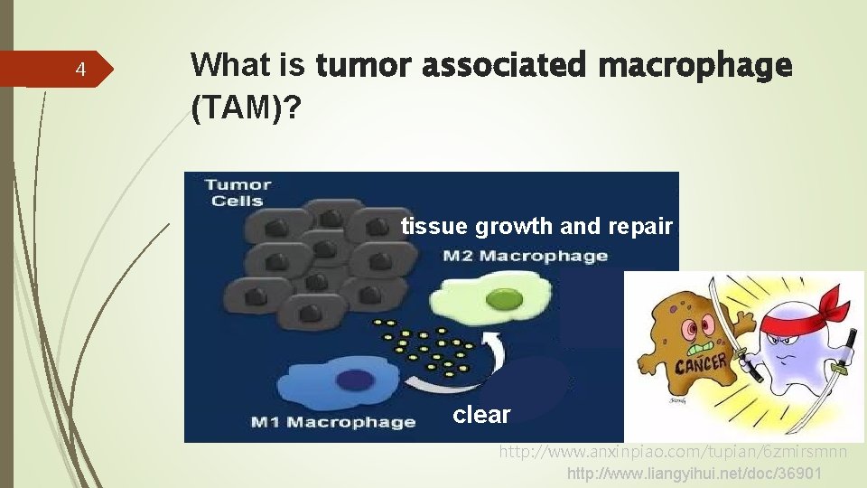 4 What is tumor associated macrophage (TAM)? tissue growth and repair clear http: //www.