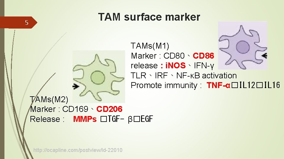 5 TAM surface marker TAMs(M 1) Marker : CD 80、CD 86 release : i.