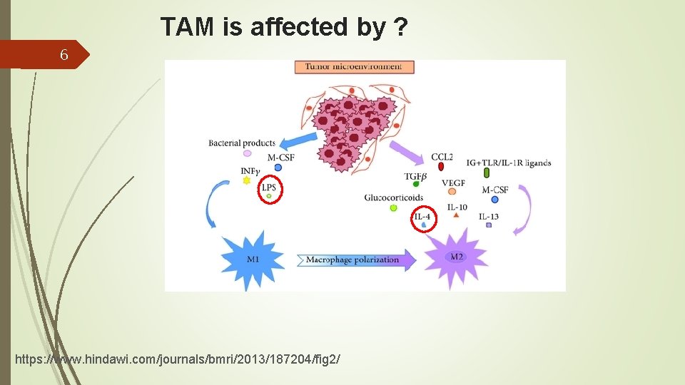TAM is affected by ? 6 https: //www. hindawi. com/journals/bmri/2013/187204/fig 2/ 