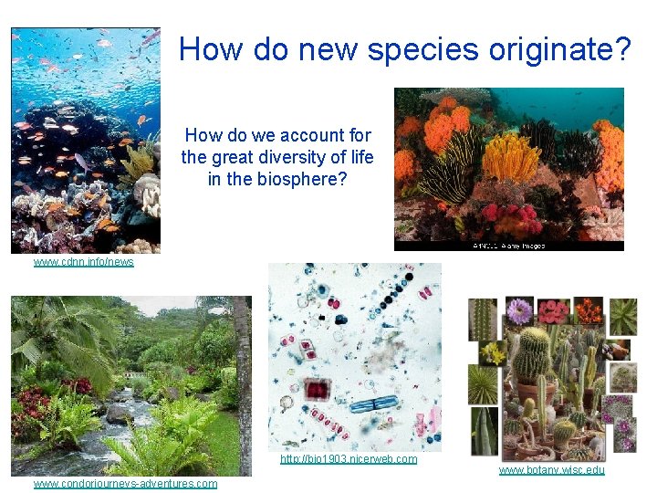 How do new species originate? How do we account for the great diversity of