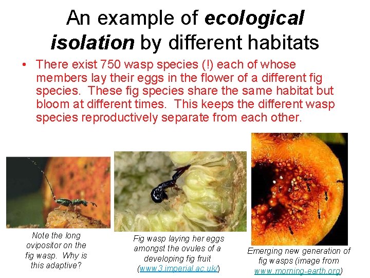 An example of ecological isolation by different habitats • There exist 750 wasp species