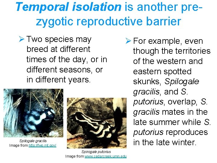 Temporal isolation is another prezygotic reproductive barrier Ø Two species may breed at different