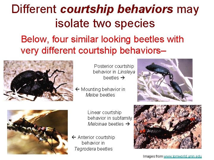 Different courtship behaviors may isolate two species Below, four similar looking beetles with very