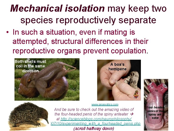 Mechanical isolation may keep two species reproductively separate • In such a situation, even