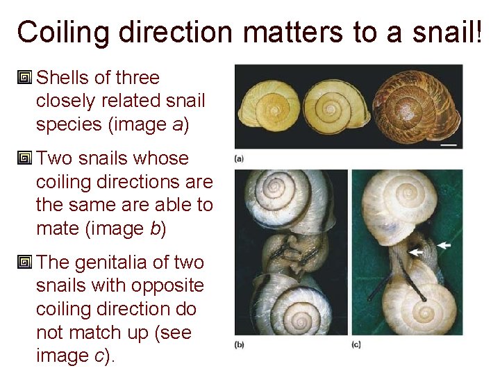 Coiling direction matters to a snail! Shells of three closely related snail species (image