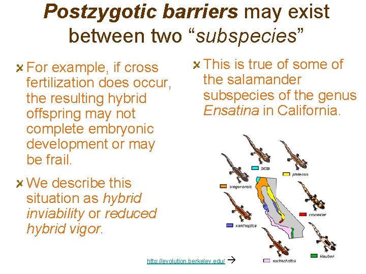 Postzygotic barriers may exist between two “subspecies” For example, if cross fertilization does occur,