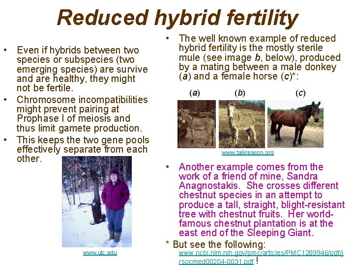 Reduced hybrid fertility • Even if hybrids between two species or subspecies (two emerging