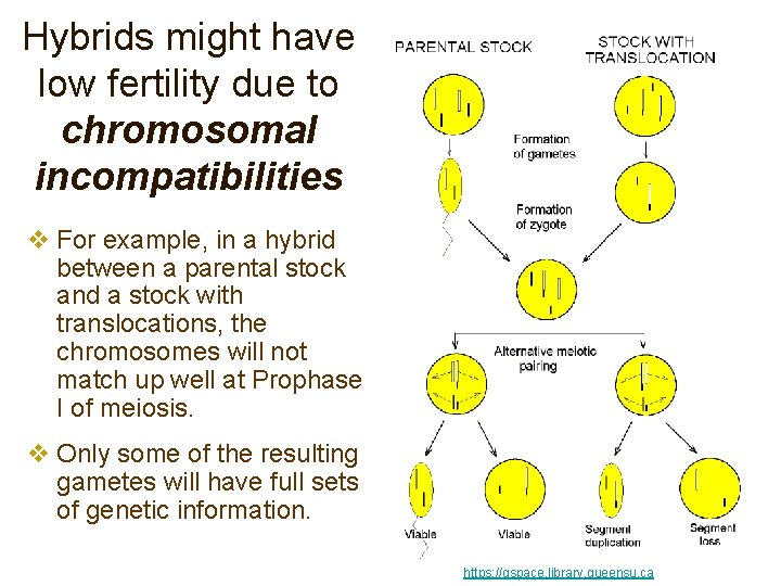 Hybrids might have low fertility due to chromosomal incompatibilities v For example, in a