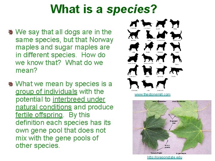 What is a species? We say that all dogs are in the same species,