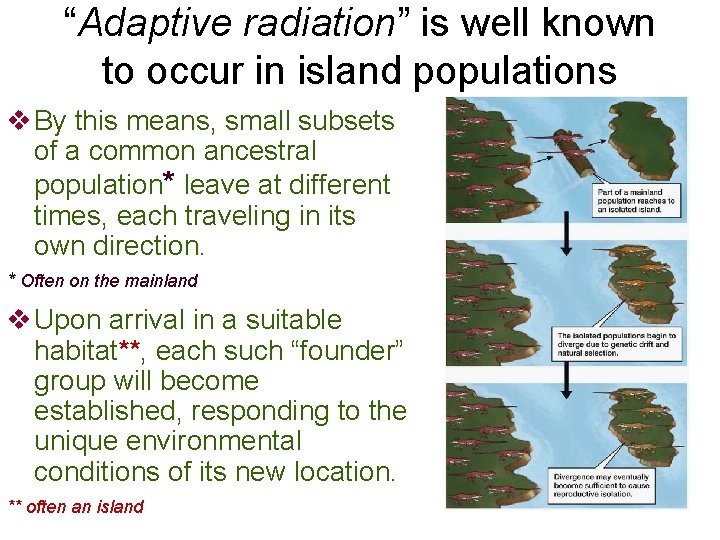 “Adaptive radiation” is well known to occur in island populations v By this means,