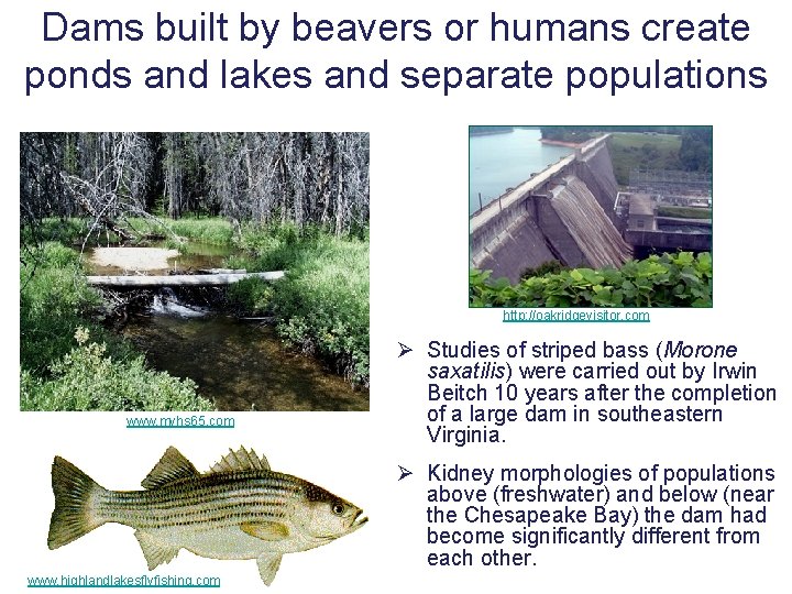 Dams built by beavers or humans create ponds and lakes and separate populations http: