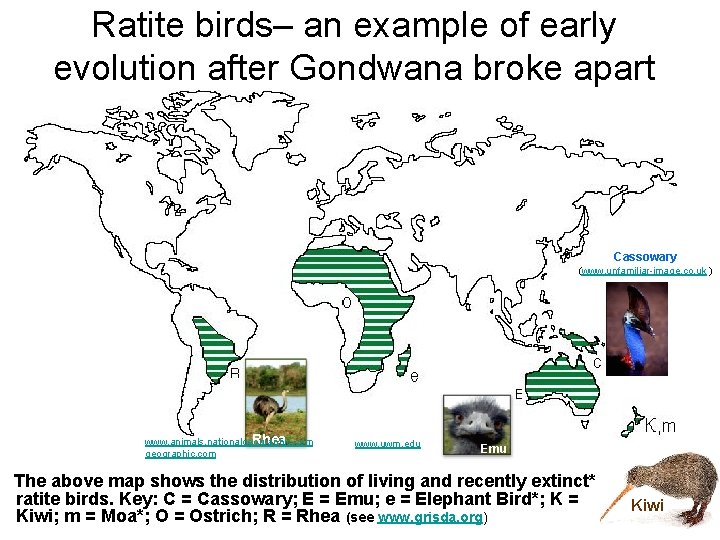 Ratite birds– an example of early evolution after Gondwana broke apart Cassowary (www. unfamiliar-image.