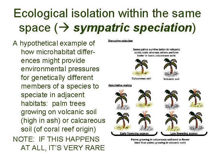 Ecological isolation within the same space ( sympatric speciation) A hypothetical example of how