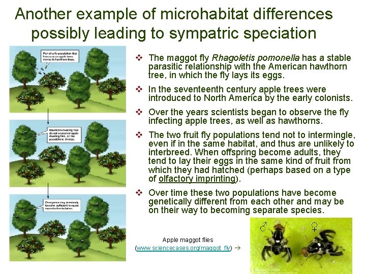 Another example of microhabitat differences possibly leading to sympatric speciation v The maggot fly