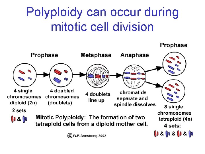 Polyploidy can occur during mitotic cell division 