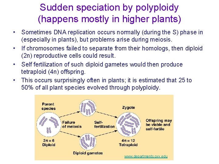 Sudden speciation by polyploidy (happens mostly in higher plants) • Sometimes DNA replication occurs