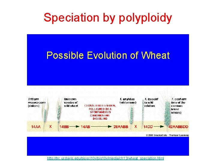 Speciation by polyploidy http: //trc. ucdavis. edu/biosci 10 v/bis 10 v/media/ch 13/wheat_speciation. html 