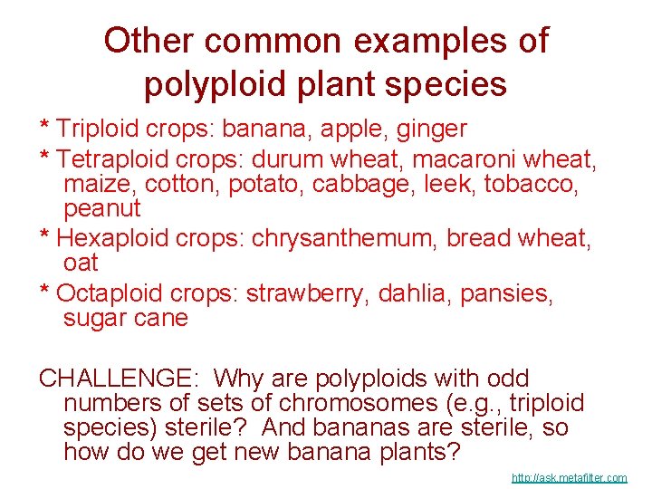Other common examples of polyploid plant species * Triploid crops: banana, apple, ginger *