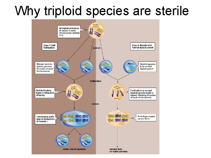 Why triploid species are sterile 
