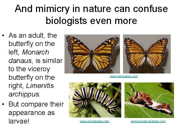 And mimicry in nature can confuse biologists even more • As an adult, the