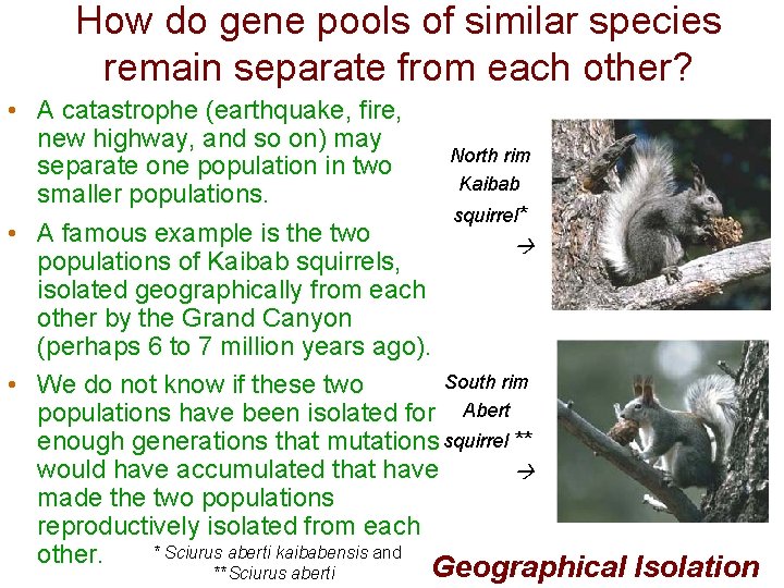 How do gene pools of similar species remain separate from each other? • A